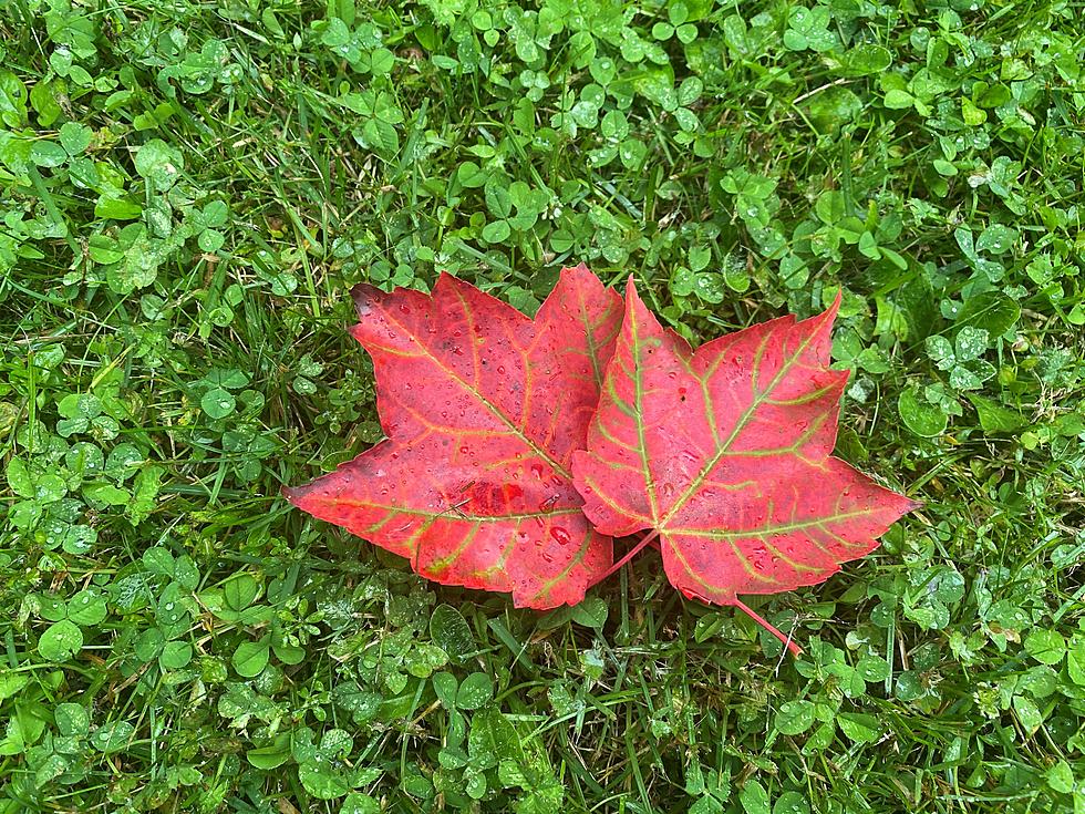 That was a fun 2 weeks of summer; Signs of Fall near Presque Isle