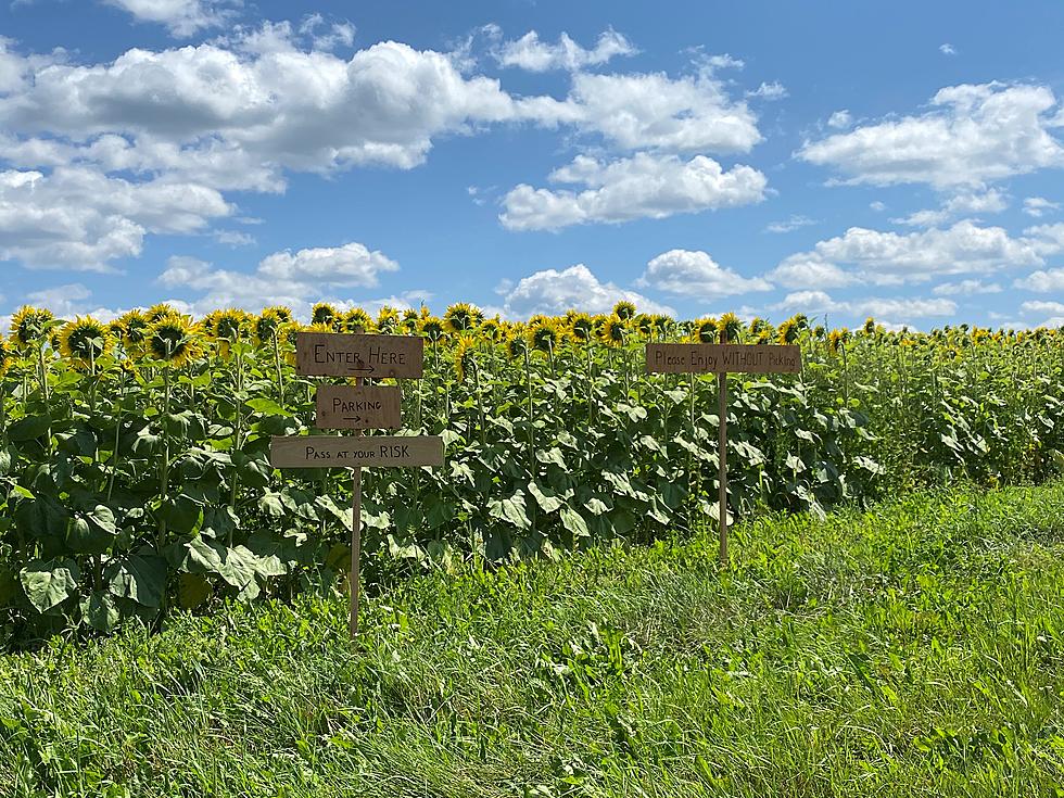 Sunflower Season in Mapleton has Arrived!