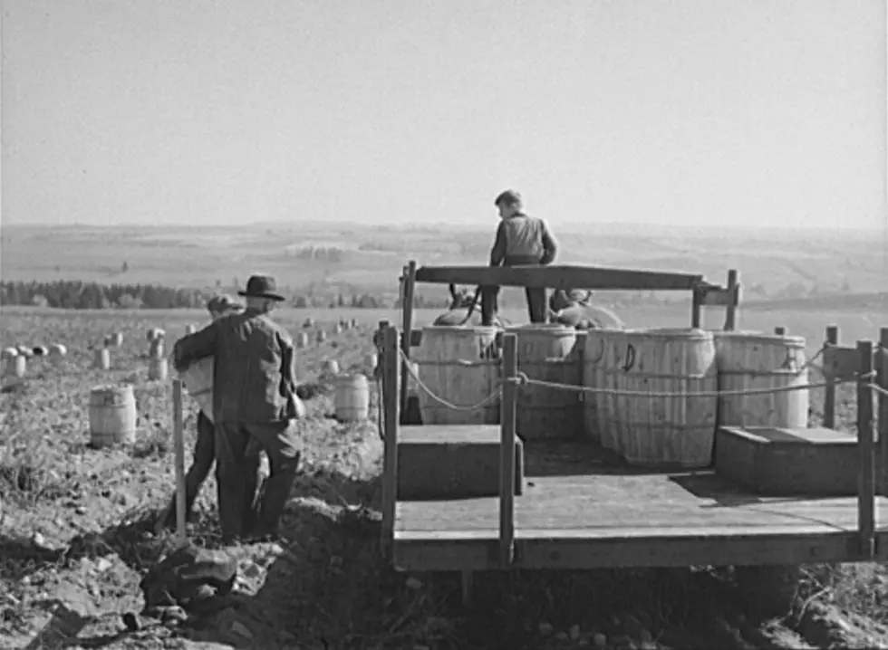 1940 Historical Photos of Potato Harvest in Aroostook County, Maine