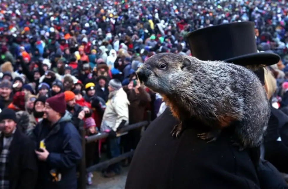 Groundhog Makes Predictions