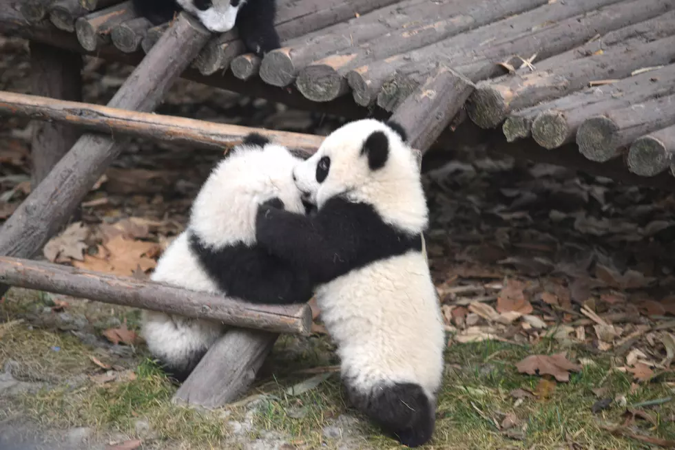 A Pair of Playful Pandas Find Ways to Avoid Zookeeper’s Medicine