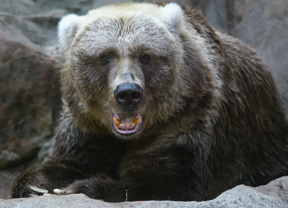 Man Wearing GoPro Attempts Escape from Bear Attack