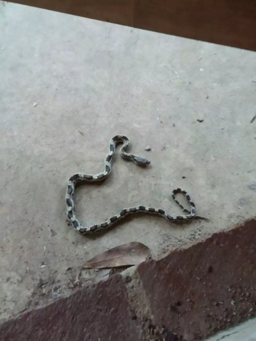 Do You Know What Kind of Snake This Is?