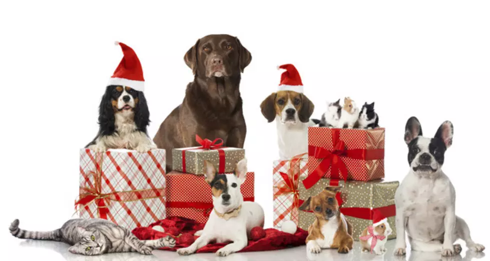 Find Unique Animal-Themed Gifts at the Humane Society’s Christmas Critter Bazaar
