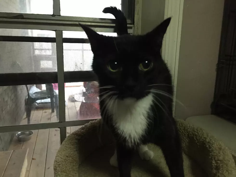 Boots the Cat Is Ready for a New Year Reboot – Pet of the Week