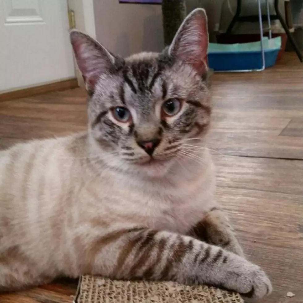 Lynx Point Siamese Cat Will Have You Hypnotized with Love – Pet of the Week