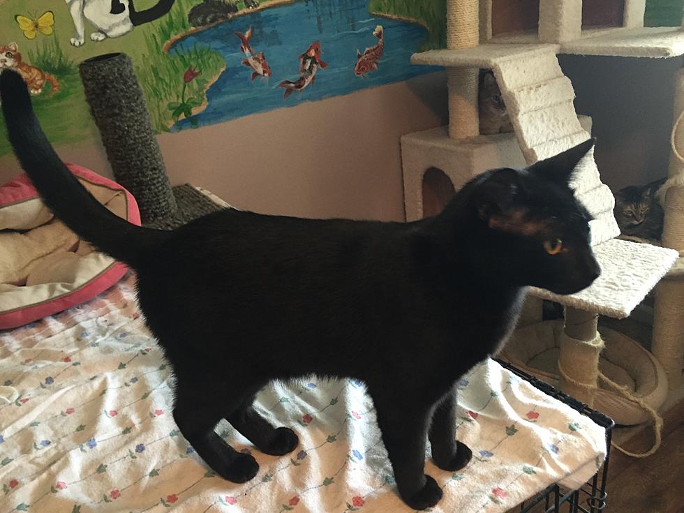 Get Lucky by Adopting Lenore the Black Cat – Pet of the Week