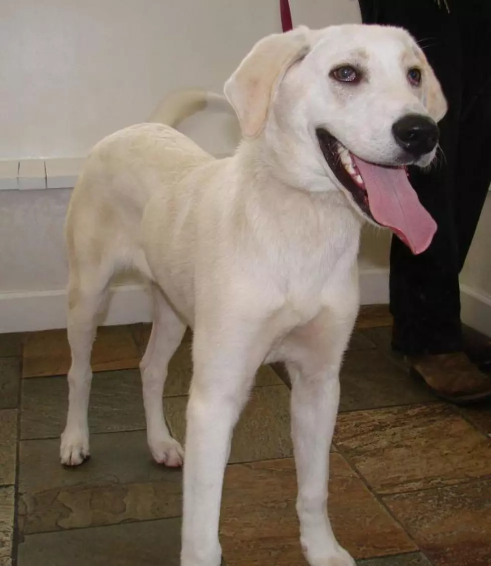 Casper the Friendly White Lab Dog Is Our Pet of the Week