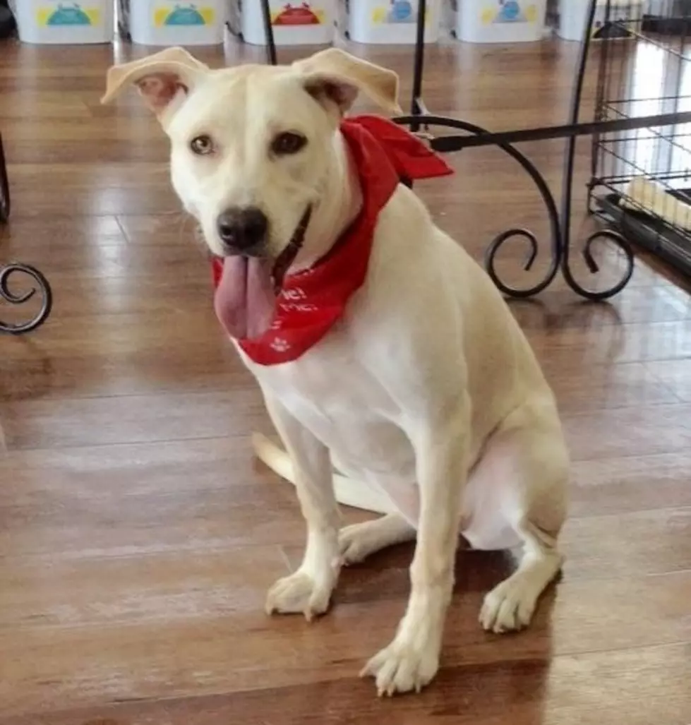 Smart Layla the Yellow Labrador Mix Is Our Pet of the Week