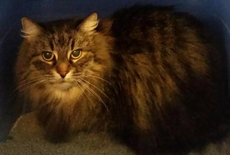 11 Year Old Poco the Cat Looking for New Home After Owner Moves &#8211; Pet of the Week