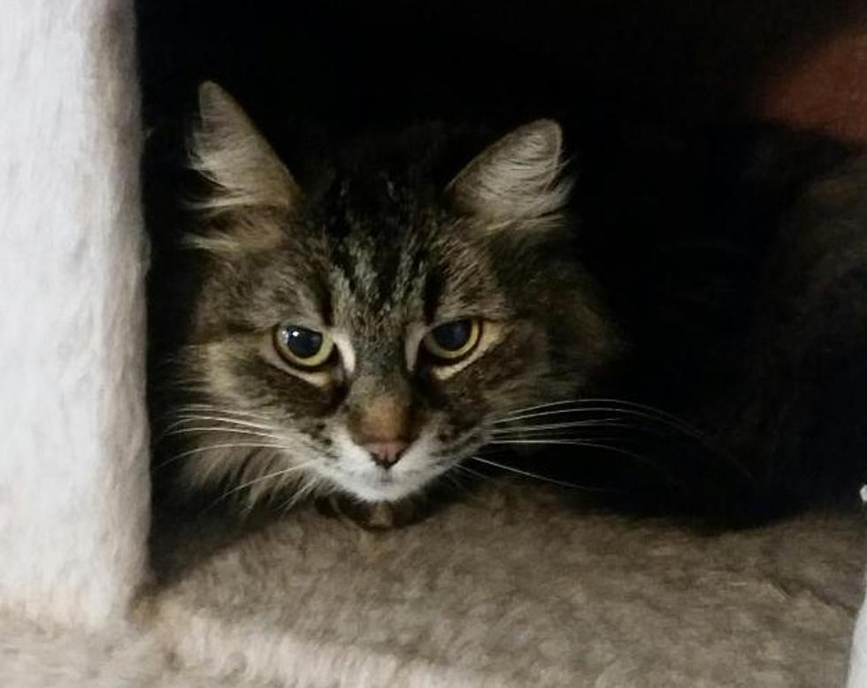 11 Year Old Poco the Cat Looking for New Home After Owner Moves – Pet of the Week