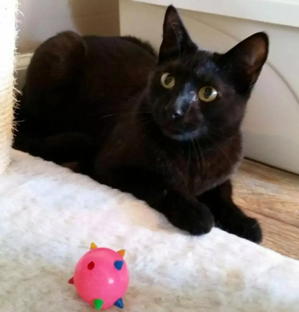 Salem the Cat Is Ready to Put a Spell on You as Pet of the Week