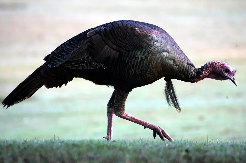Vance Man Charged With Animal Cruelty Accused of Killing Pet Turkey