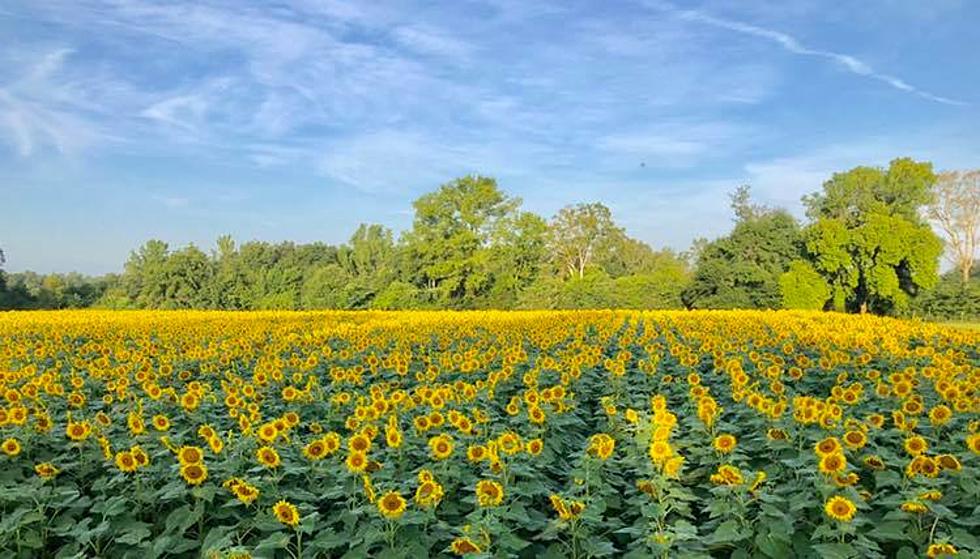 This Magical Sunflower Field is Just 80 Miles Away from Tuscaloosa