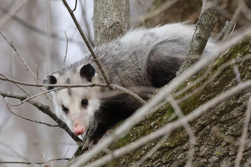 Who Needs a Groundhog When this Alabama Opossum Can Predict the Weather?