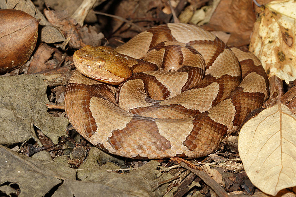 Here's What You Need to Know About Copperhead Season in Alabama