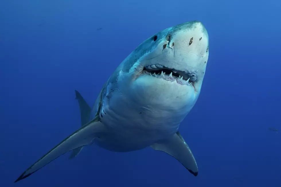 Know Before You Go: Massive Great White Sharks Located Near Gulf Shores, Alabama