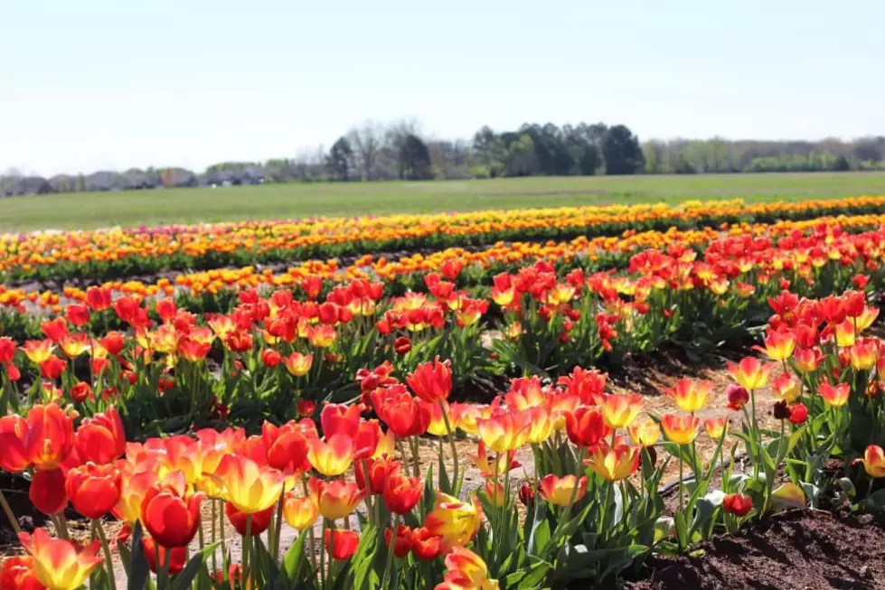 This Alabama Flower Farm is the Perfect Location for Your Next Photo Session