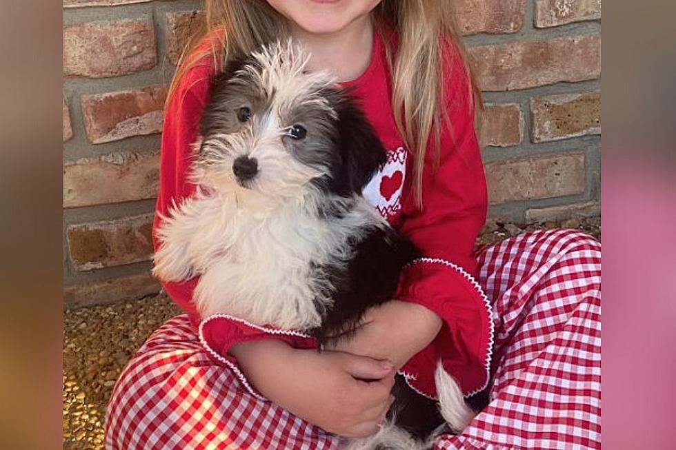 Stuffed Animal or Actual Puppy: Tuscaloosa’s Picture Perfect Dog