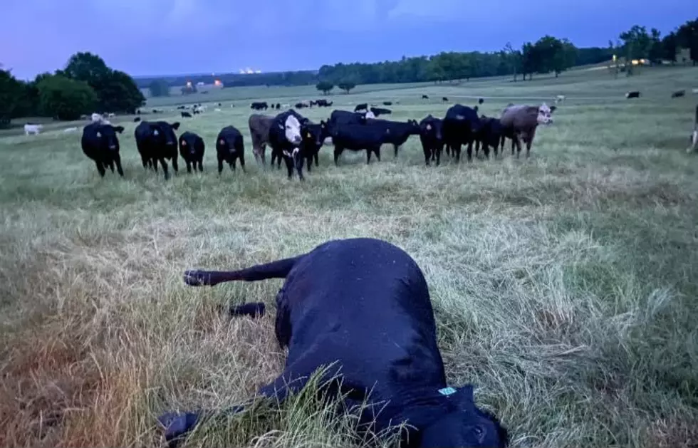 Lightning Strike Kills Cow In Alabama