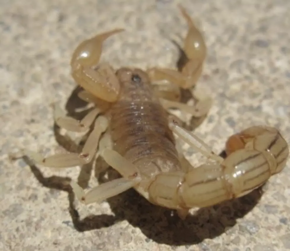Scorpions Invading Alabama Homes And Workplaces