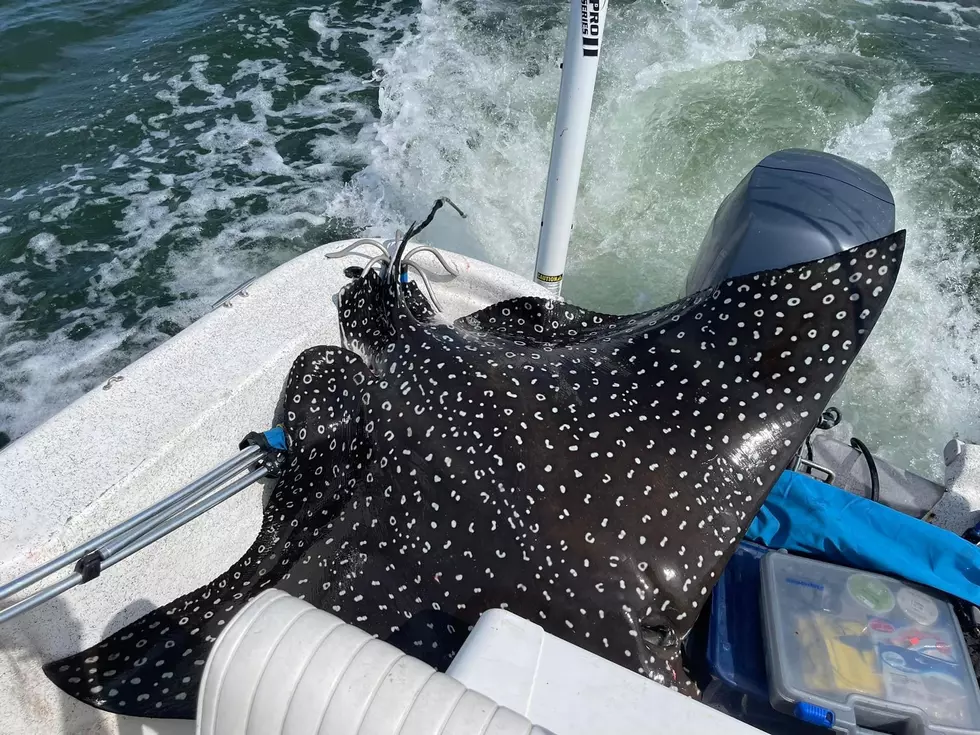 Massive Eagle Ray Jumps Into Boat Of Alabama Family