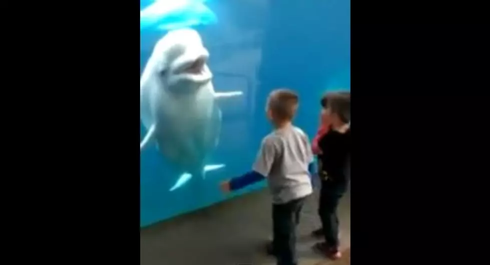 Beluga Whale at Mystic Aquarium in Connecticut Plays Games With Kids [Video]