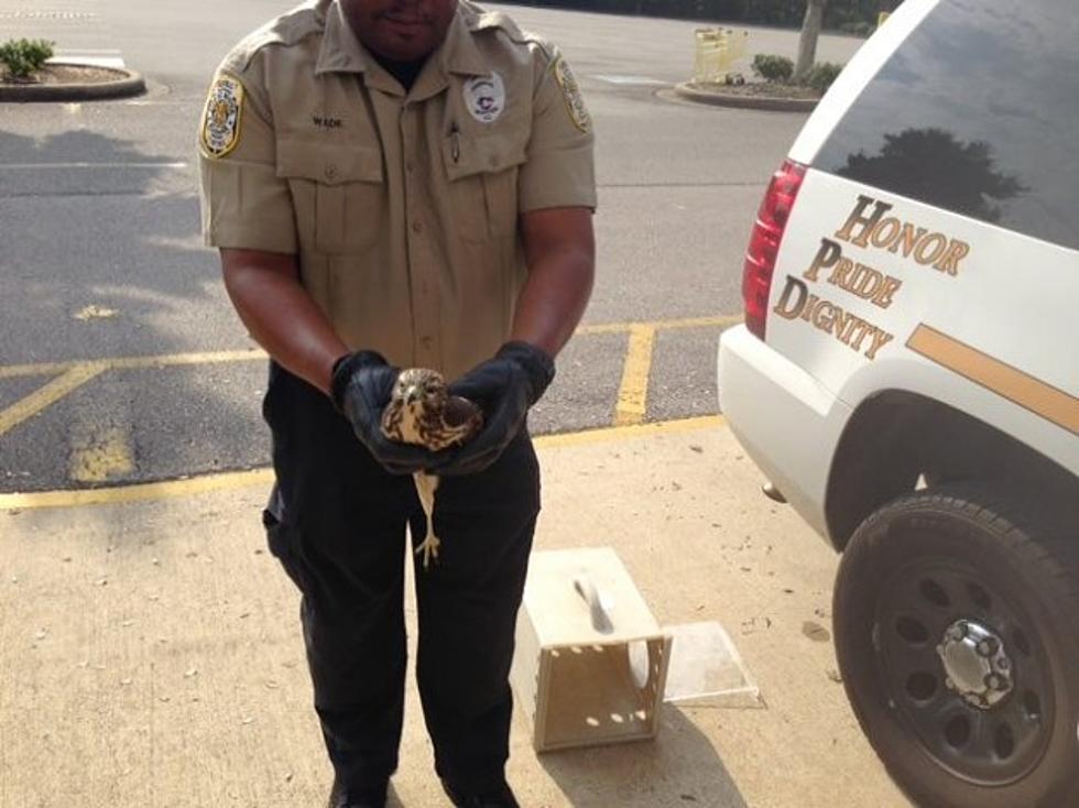 Hoover Police Officer Rescues a Wounded Hawk