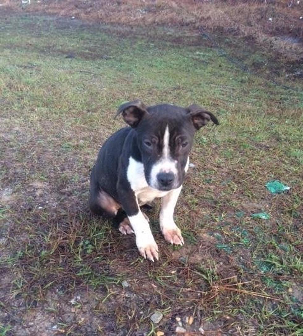 Pup Displaced From Pickens County Tornado