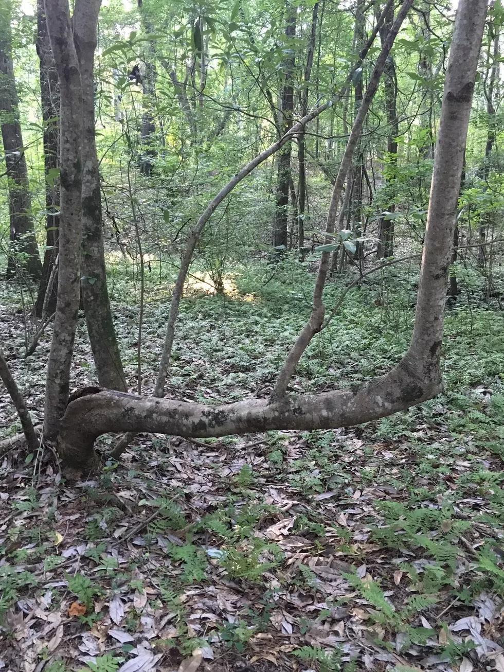 Trail Trees Discovered In Northport Beside Old Creek Bed