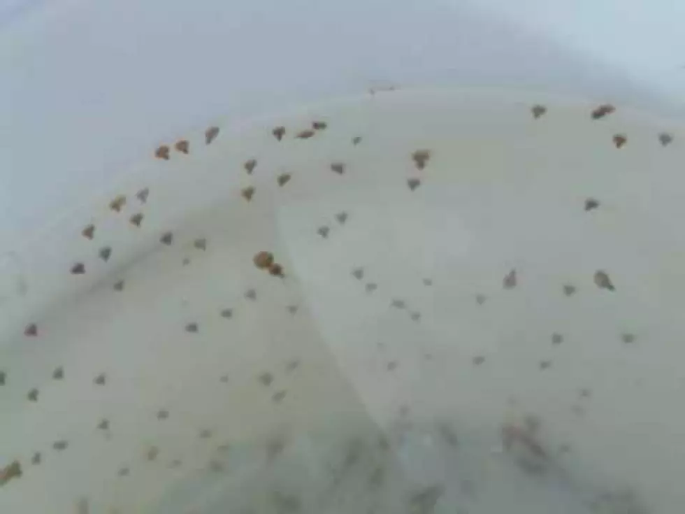 Sea Lice May Be Moving Toward Alabama Coast