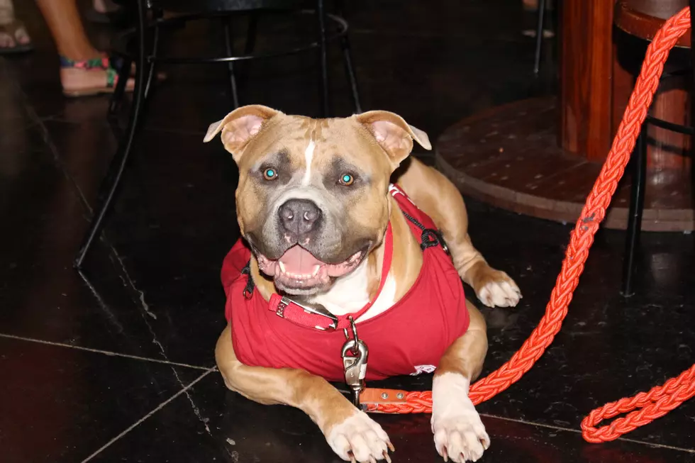 Fun Facts About Diesel The Morning Show Pit Bull Mascot
