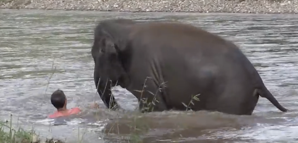 See This Elephant Come to The Rescue of Man in Water {VIDEO}