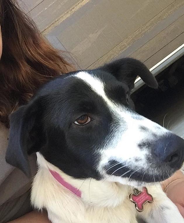 The Steve Shannon Morning Show Pet Patrol: Help Us Get Abby Back to Her Loving Family [PHOTOS]