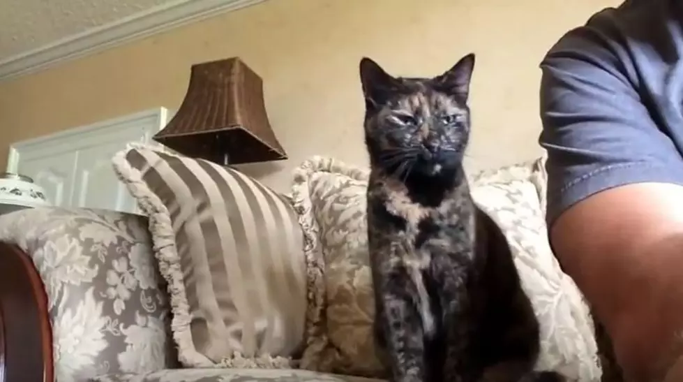 Celebrate National Pet Day with a Video of Monk&#8217;s Cat [WATCH]