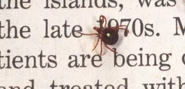 This Common Alabama Tick Species Could Make You Allergic to Red Meat