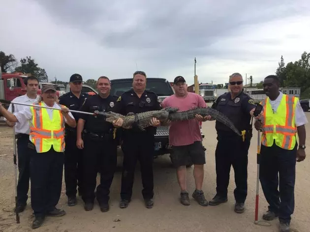 Tuscaloosa Police Capture 8-Foot Alligator at Local Business