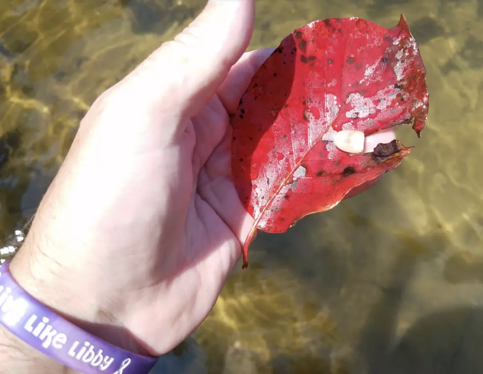 Lake Tuscaloosa Rock Found Worth 12k?