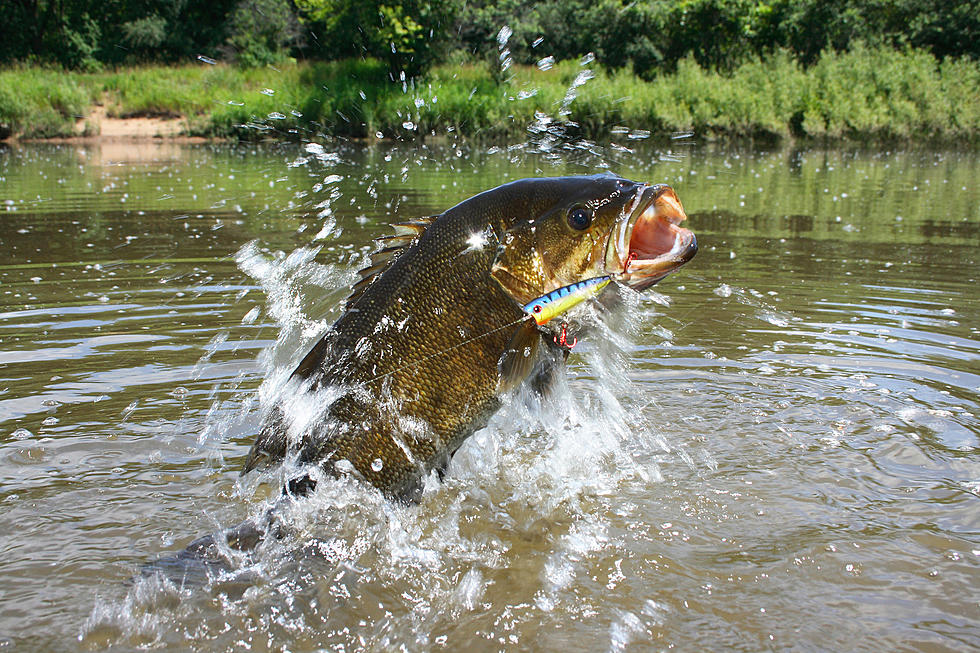 Catch a Tagged Smallmouth Bass and Win $100,000 in Bluff City, Tennessee