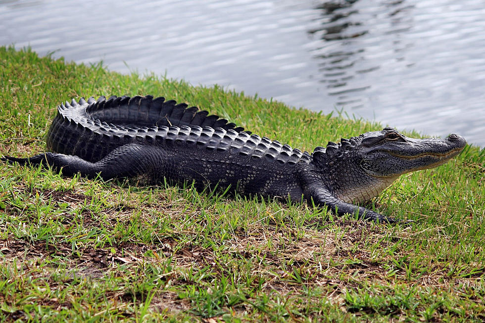 Horrifying: Alligator Attacks Dog In Lake