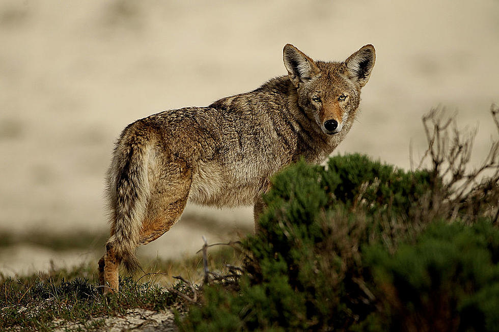 Warning: Large Coyotes Causing Havoc In Alabama