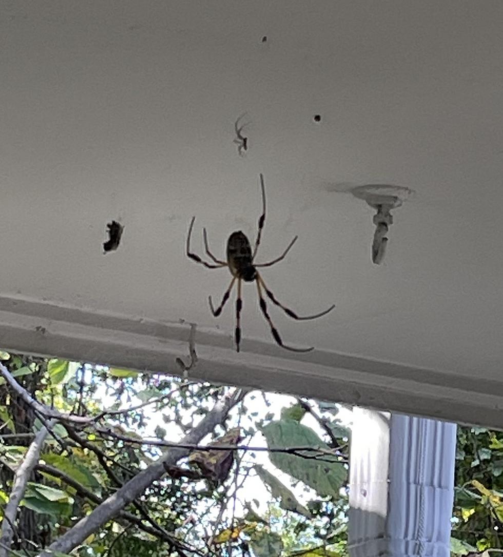 Giant Australian Spiders Found In Tuscaloosa, Alabama!