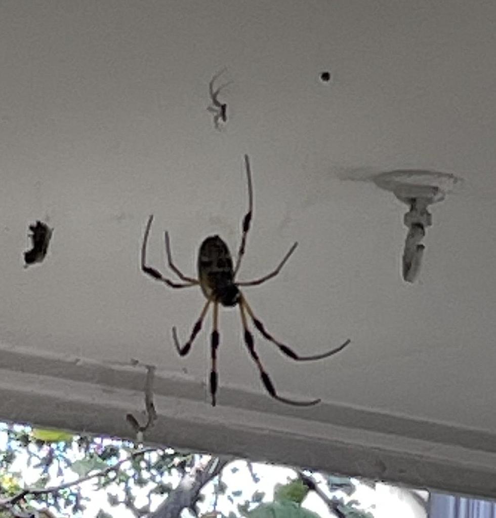 Invasive HUGE Asian Spiders Found In Tuscaloosa, Alabama
