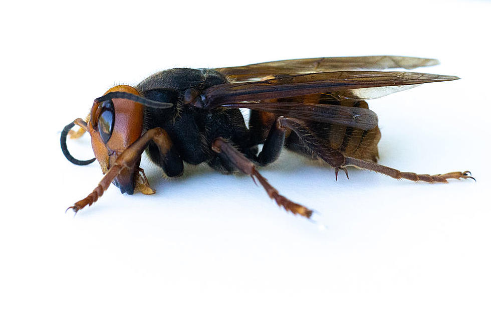 The First Murder Hornet Found In Tuscaloosa, Alabama?