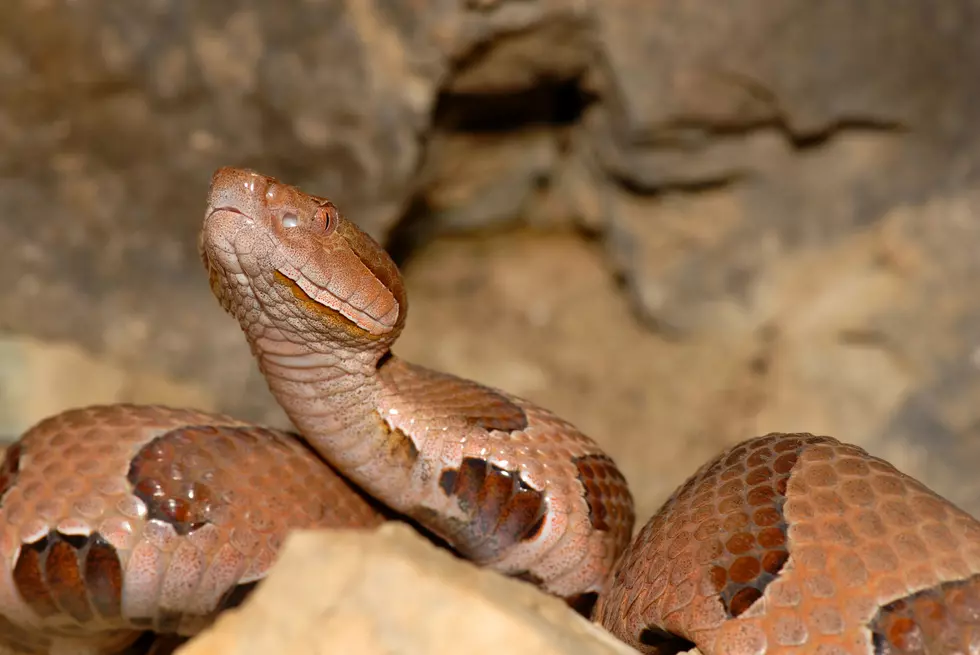 HORROR: Alabama Woman Wakes Up To Copperhead Snake In Her Bed