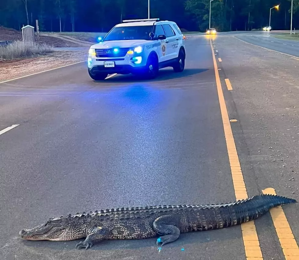 You Won’t Believe Where This Gator Crossed the road In Alabama