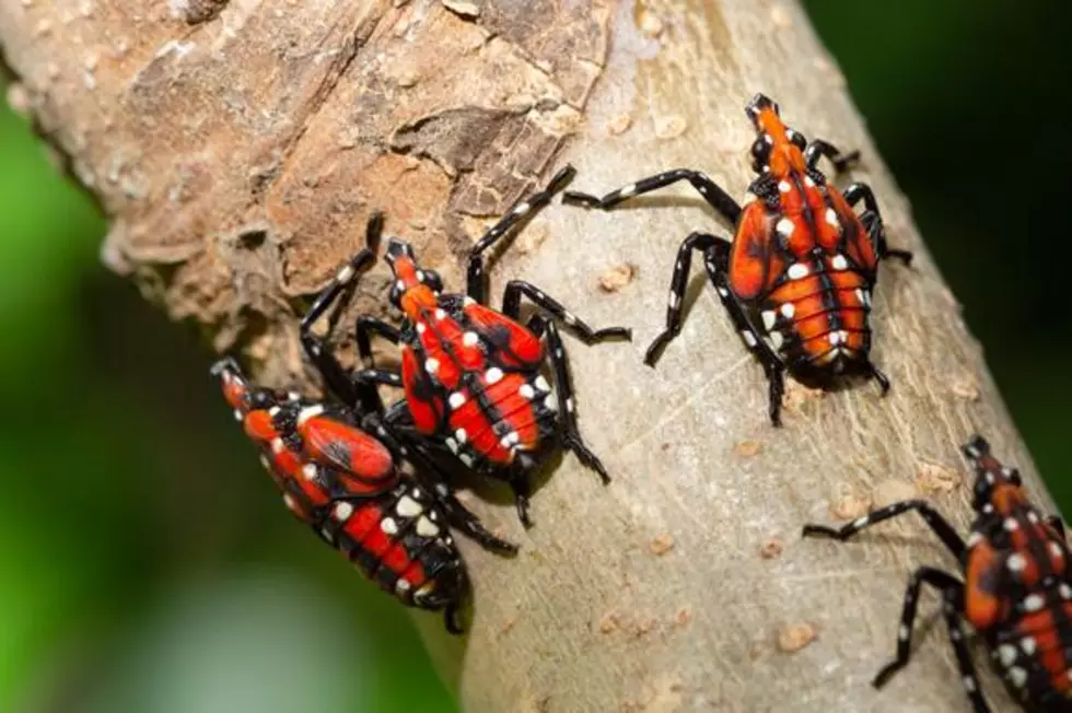 Alabama: Dangerous Lanternflies Are Hatching. You Must Kill Them