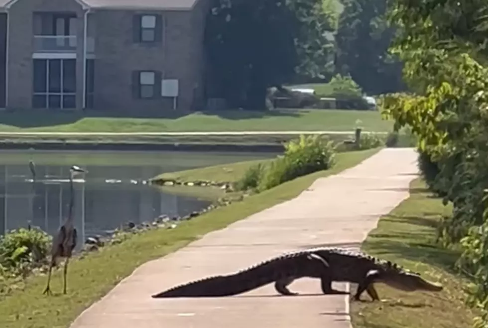 Alabama Women Got A Gator Surprise While On A Walk In Subdivision