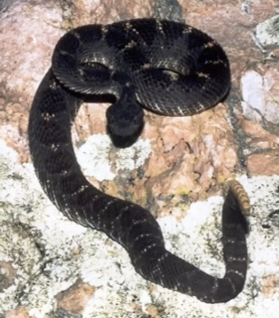 Rare Black Rattlesnake Found In Alabama That Can Kill