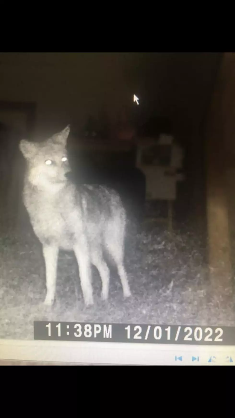 Large Coyotes Roaming  Alabama Neighborhoods Causing Havoc